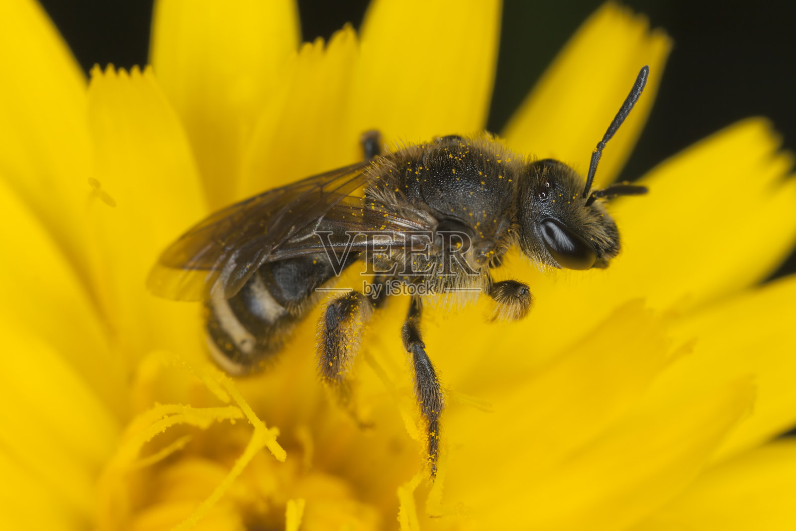 花上的小蜜蜂，特写照片摄影图片