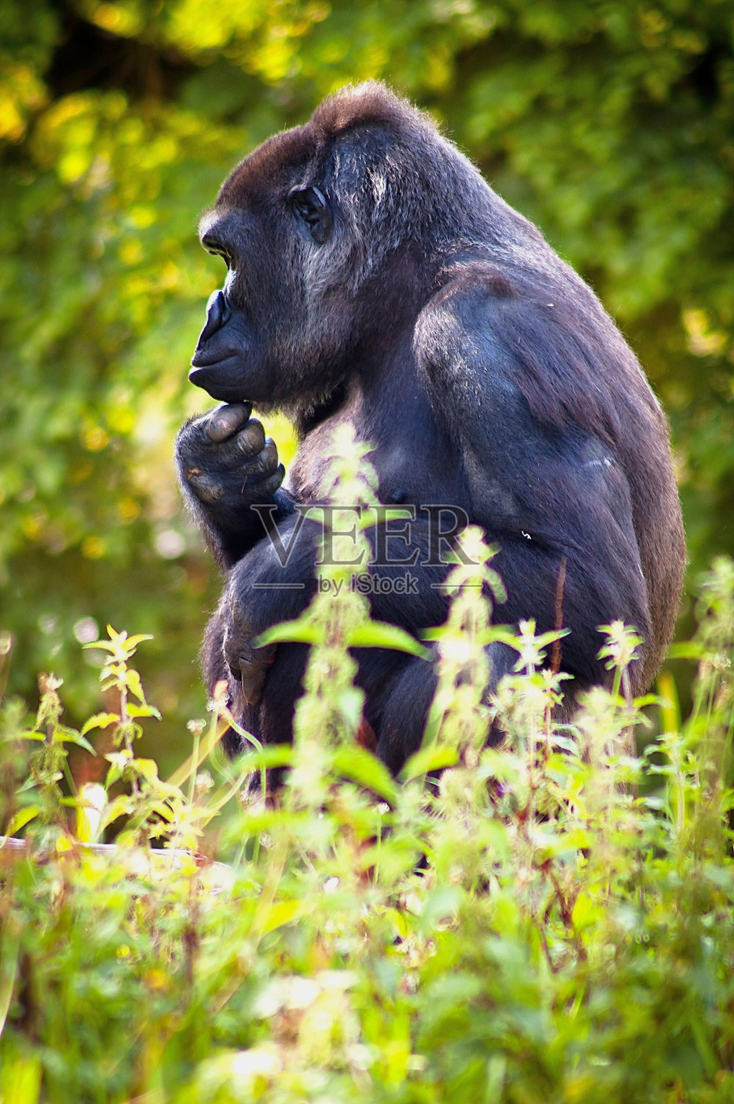 大猩猩考虑生活照片摄影图片
