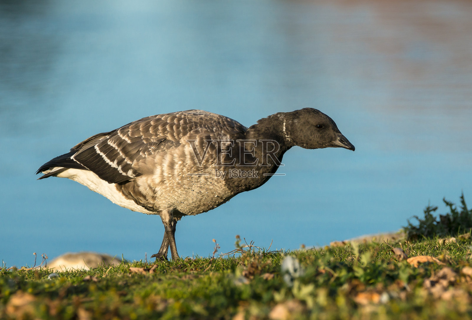 黑雁照片摄影图片