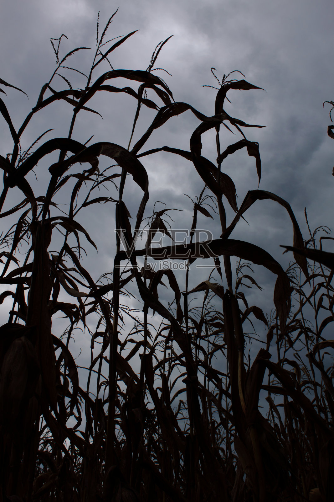 玉米秸秆对多云的天空照片摄影图片