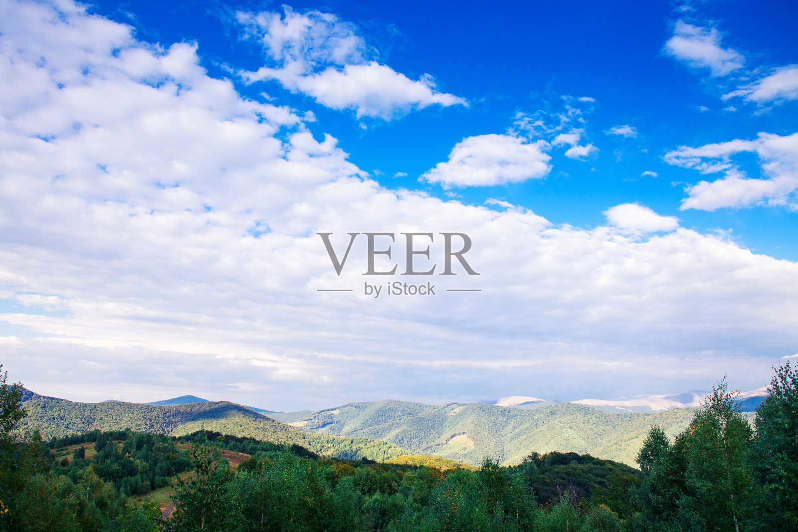 松树森林照片摄影图片