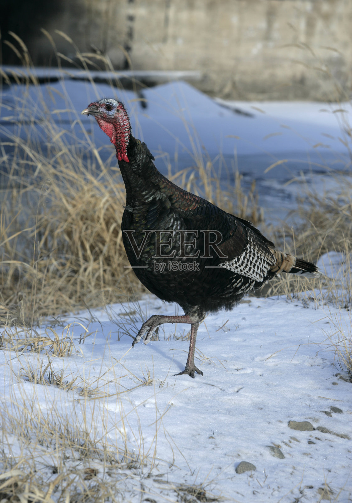 野生火鸡，肉馅gallopavo照片摄影图片