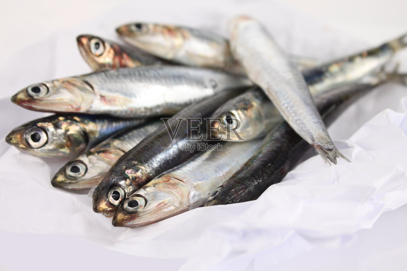 白纸上的凤尾鱼照片摄影图片