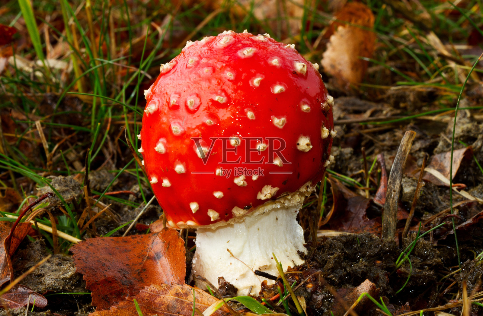 小飞鹅膏照片摄影图片