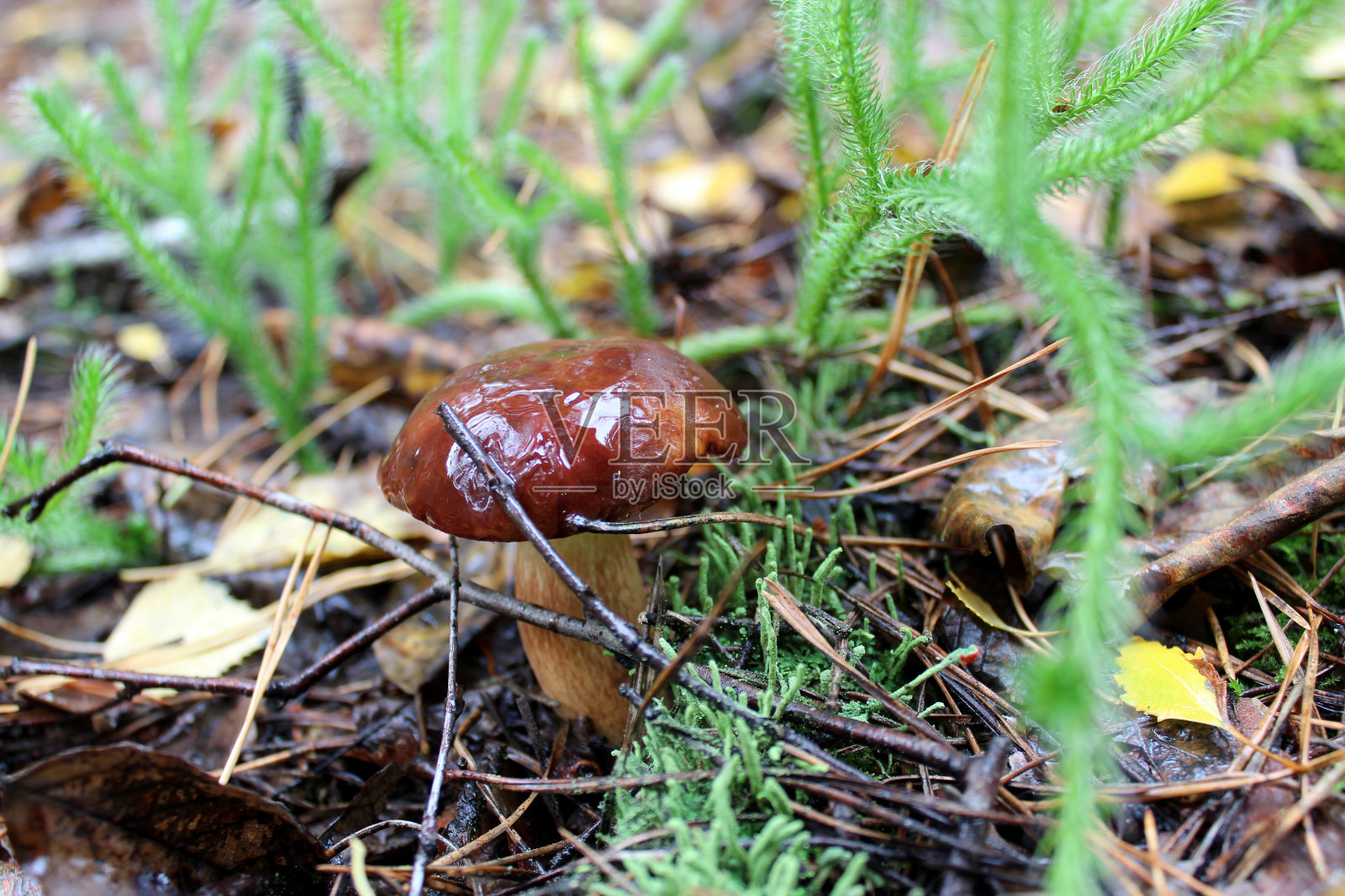 美丽的牛肝菌蘑菇照片摄影图片