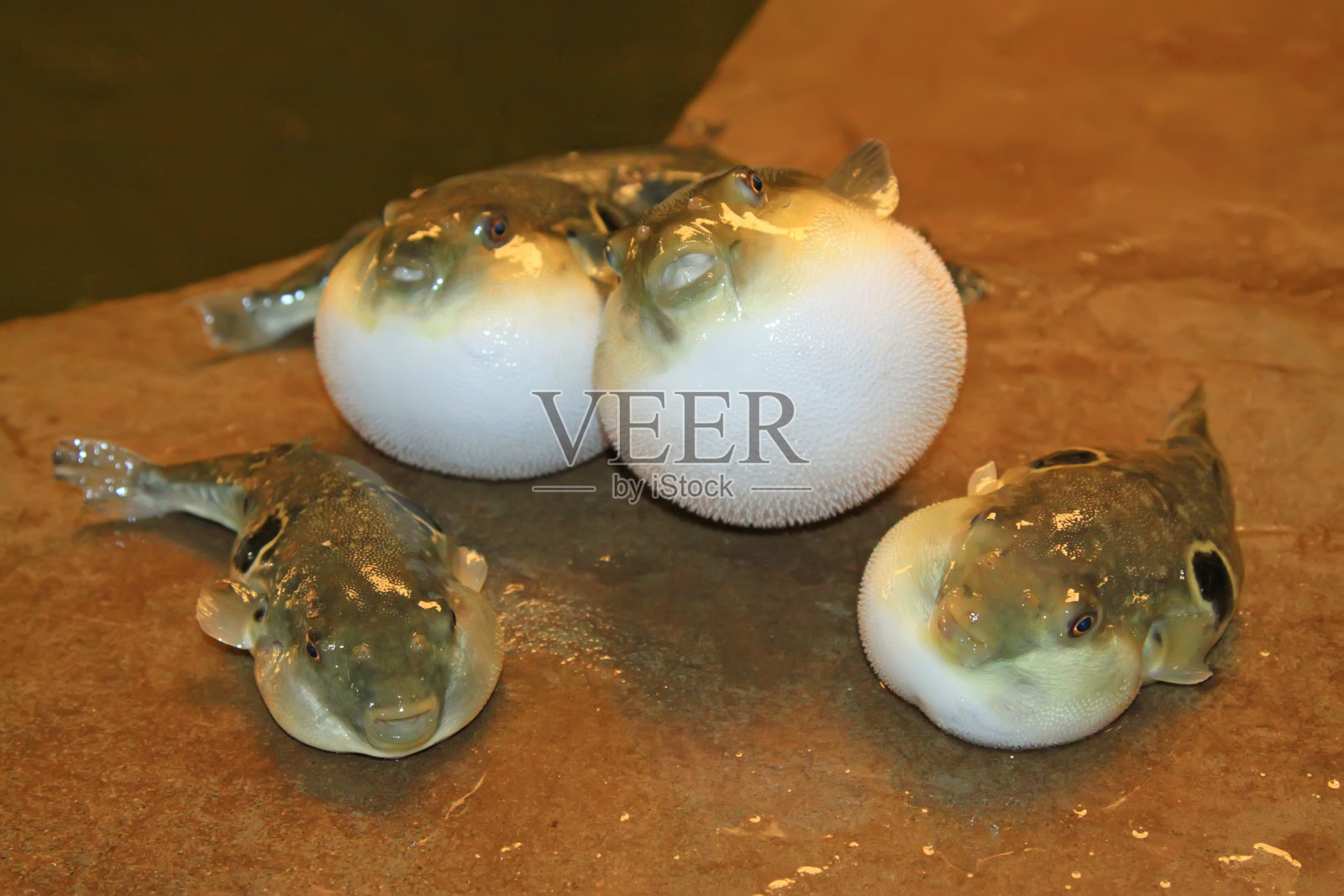 水产养殖场的腹部浮肿的河豚鱼照片摄影图片