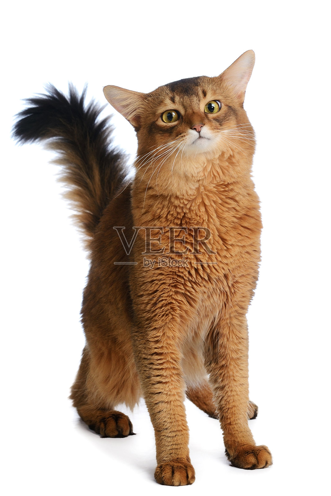 索马里猫孤立在白色背景照片摄影图片