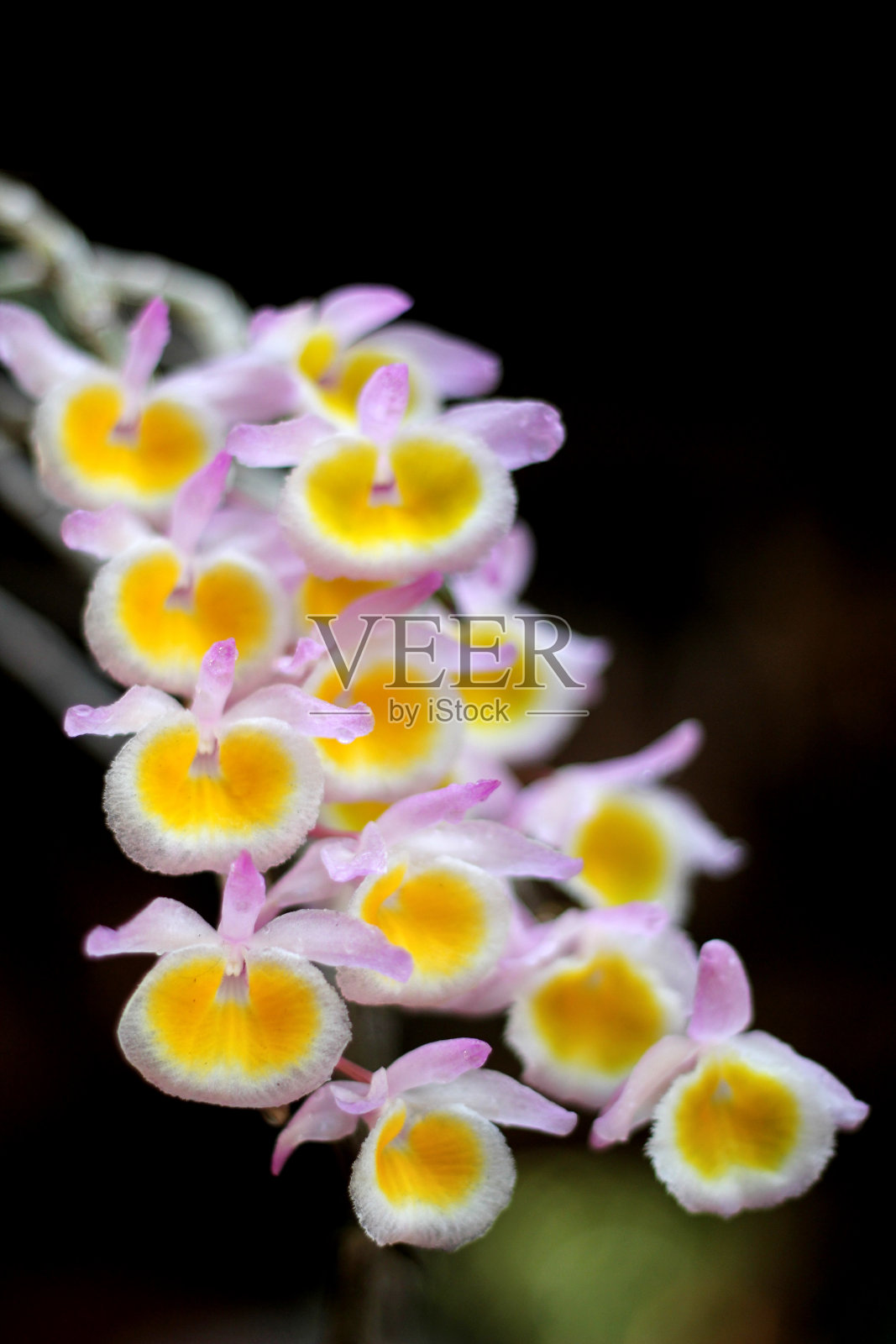 兰花照片摄影图片