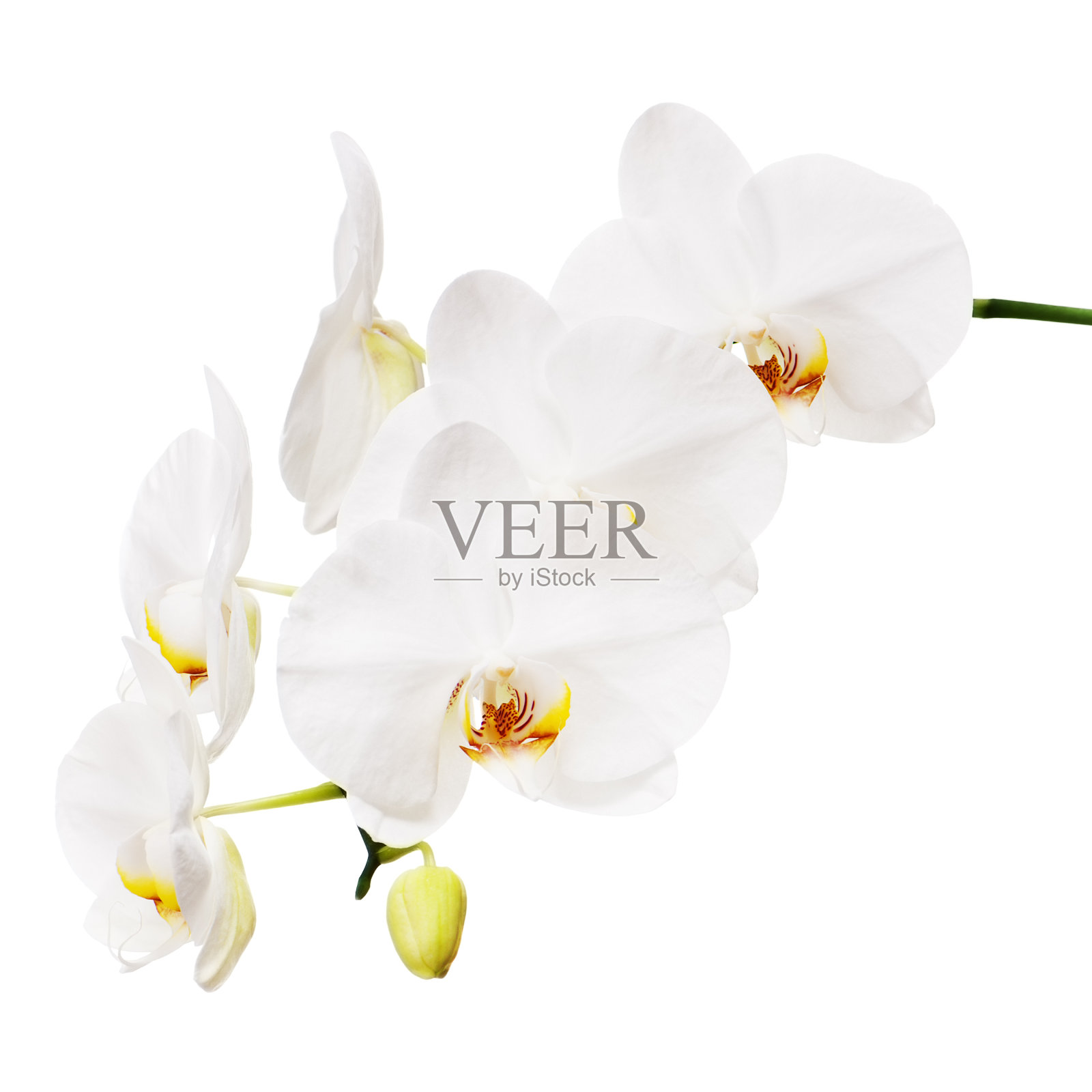 兰花孤立在白色背景上。照片摄影图片