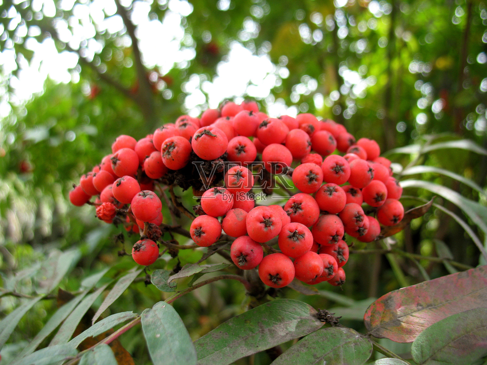 服务树和红浆果照片摄影图片
