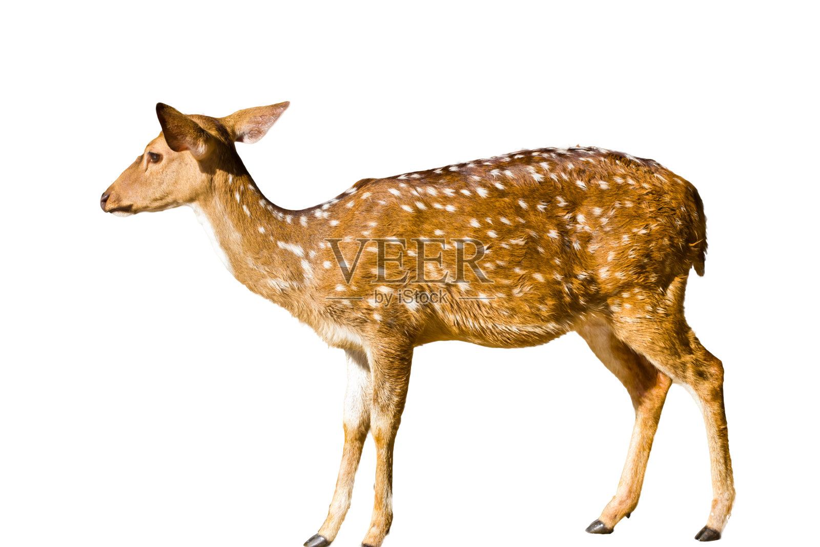 可爱的斑点白鹿孤立照片摄影图片