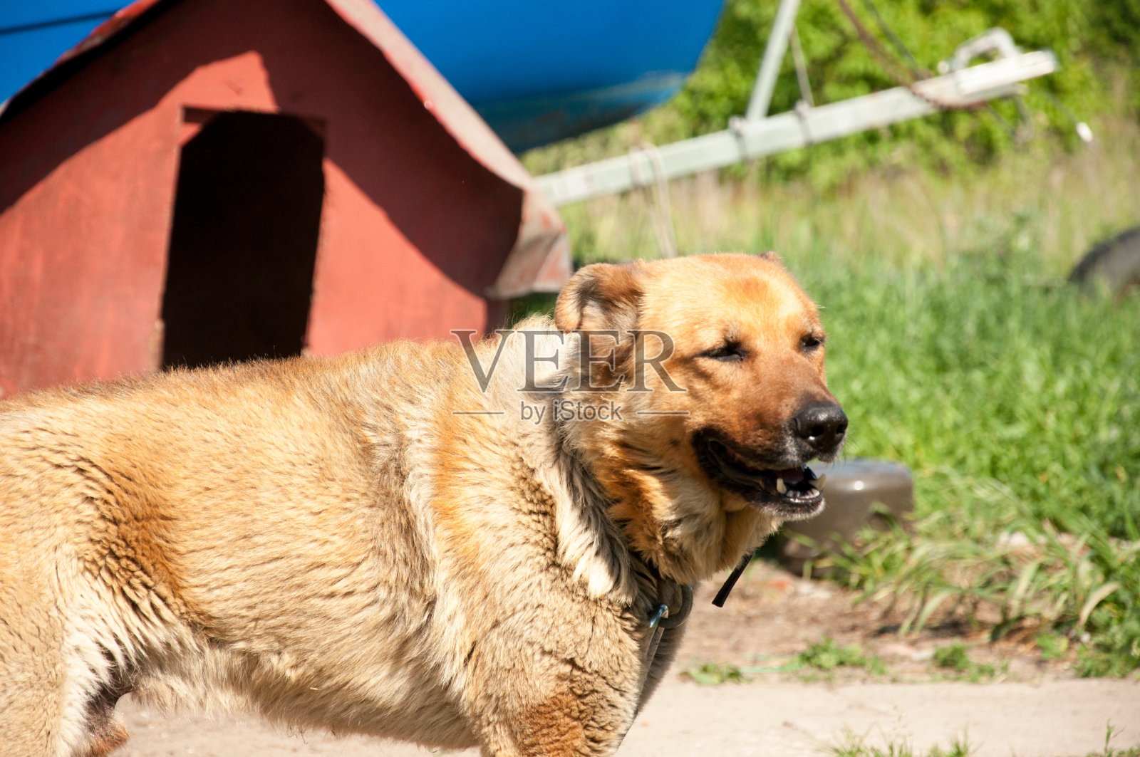 用皮带牵着的狗在叫照片摄影图片