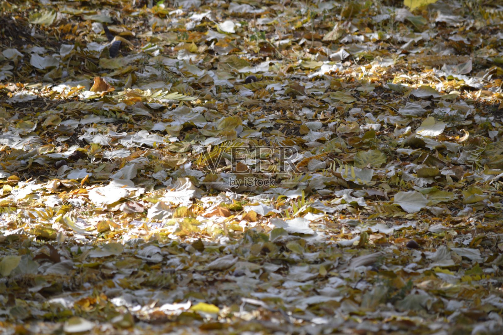 叶照片摄影图片