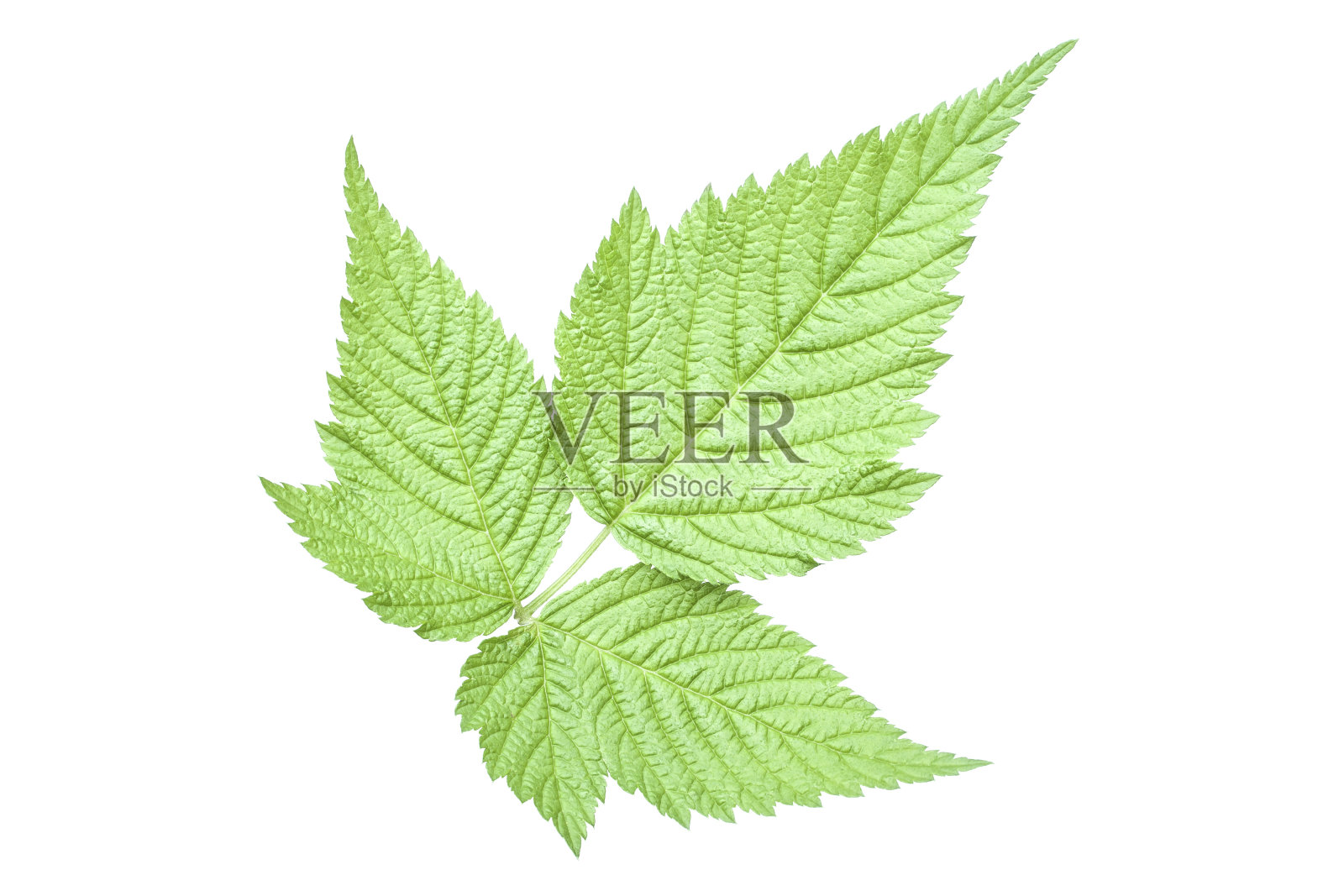 三叶的美莓叶照片摄影图片