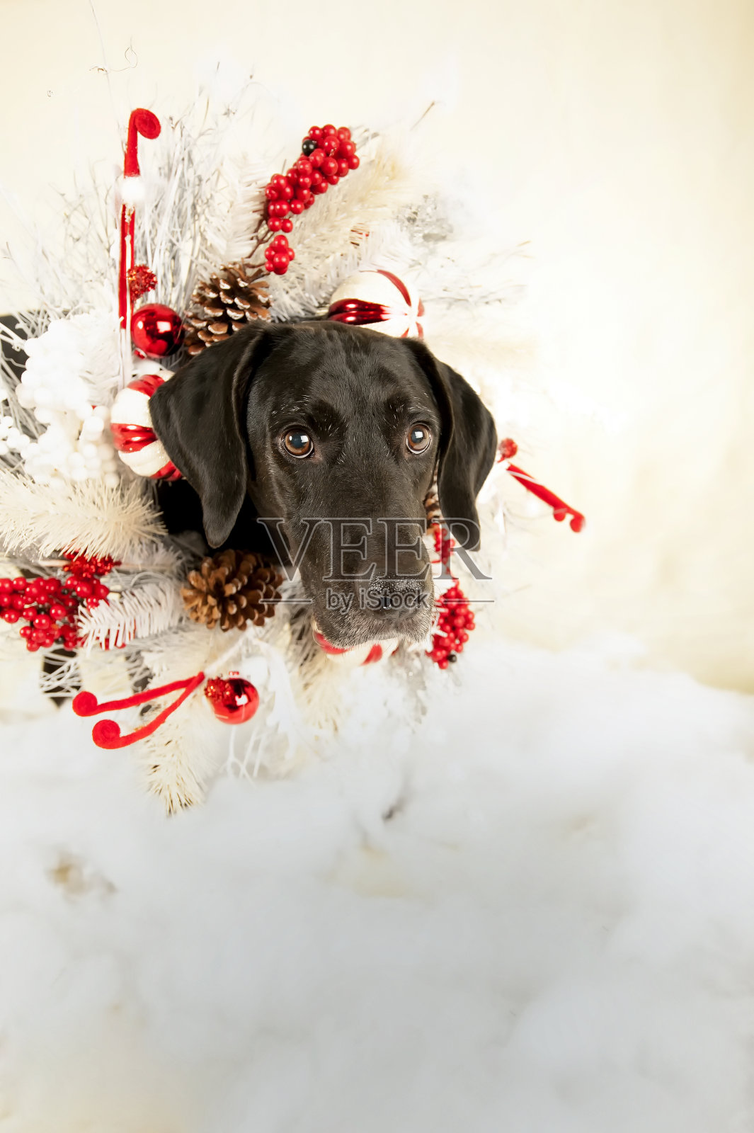 有趣的圣诞狗狗照片摄影图片