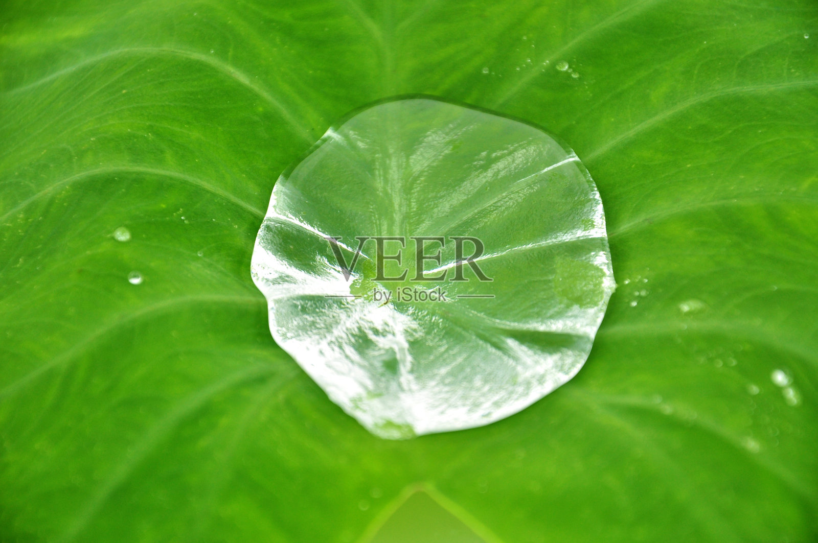 绿色的叶子照片摄影图片