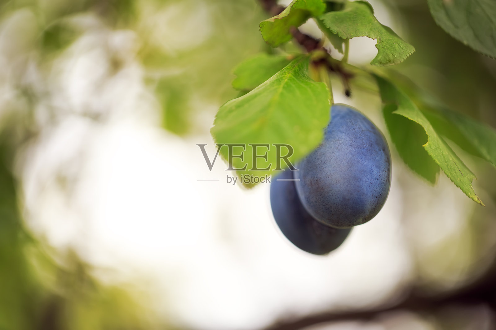 李子在分支照片摄影图片