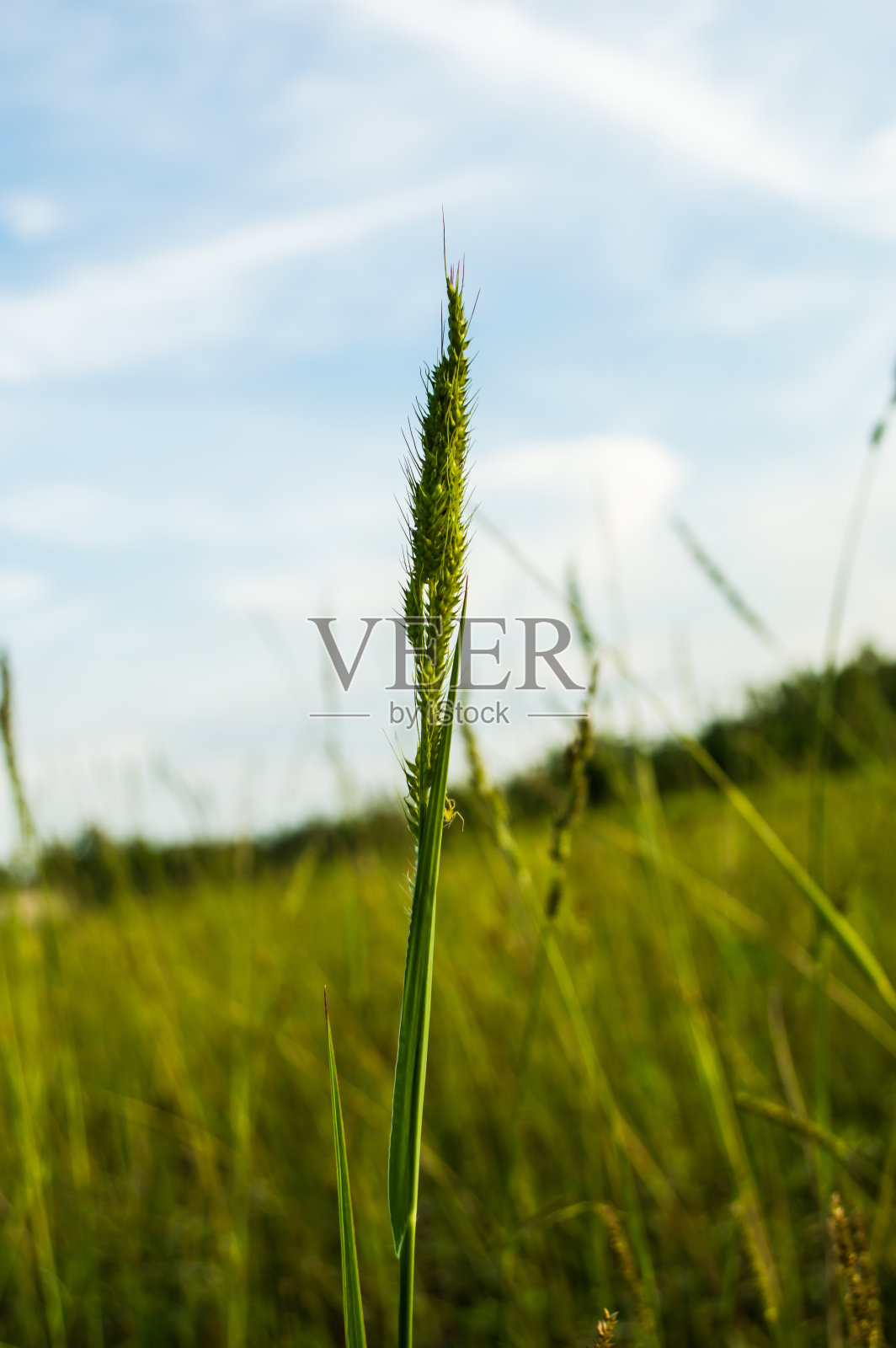 绿草的纹理照片摄影图片