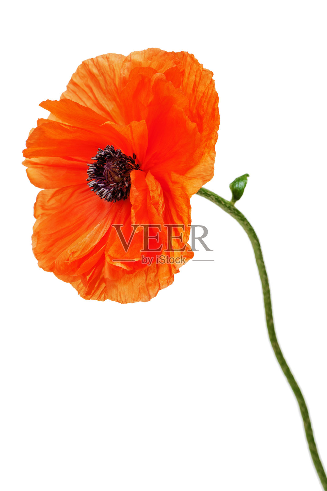 单一罂粟花孤立在白色背景上。照片摄影图片