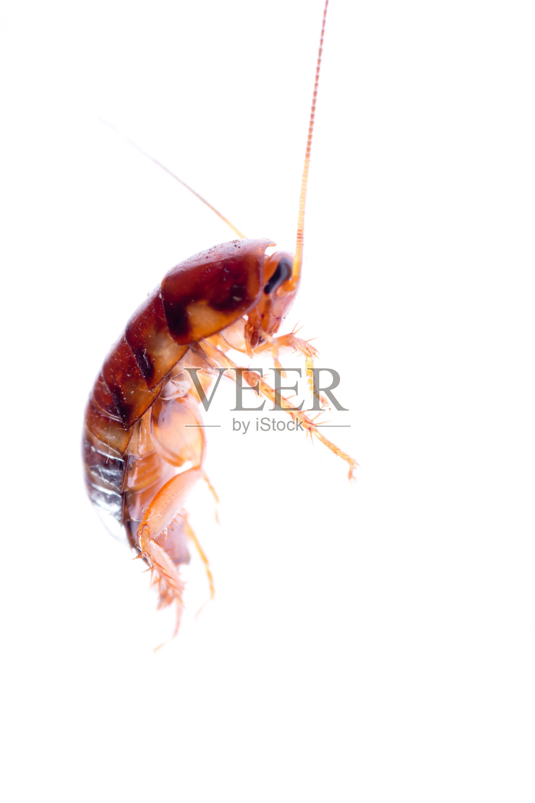 昆虫蟑螂臭虫照片摄影图片