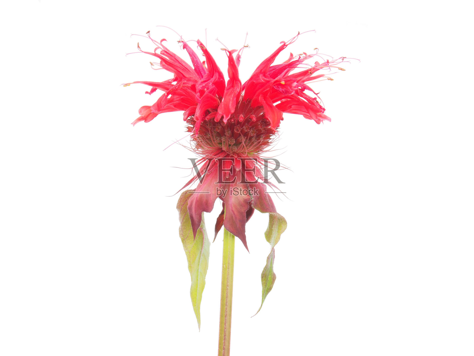 白底上的佛手柑花照片摄影图片