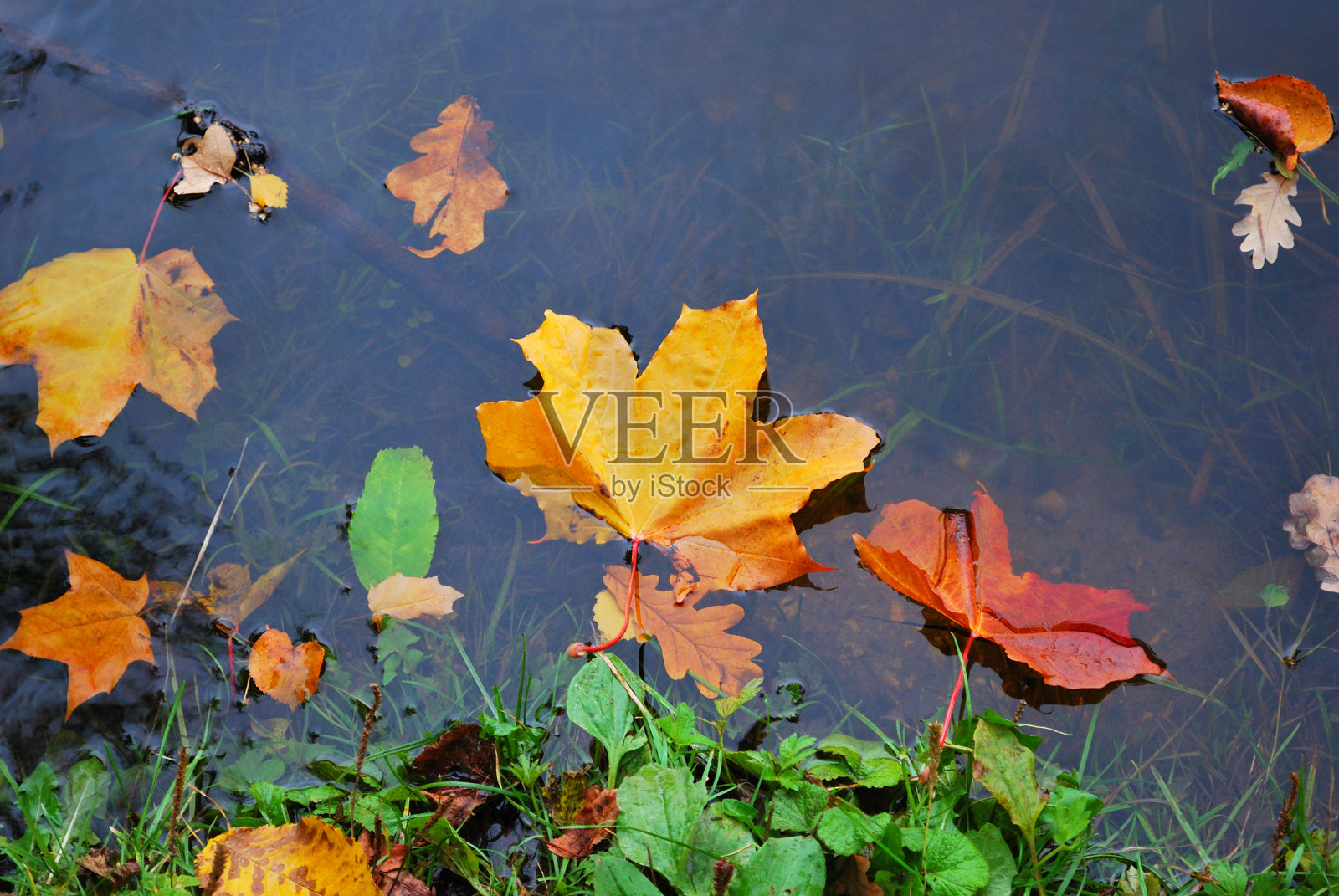 叶子在水照片摄影图片