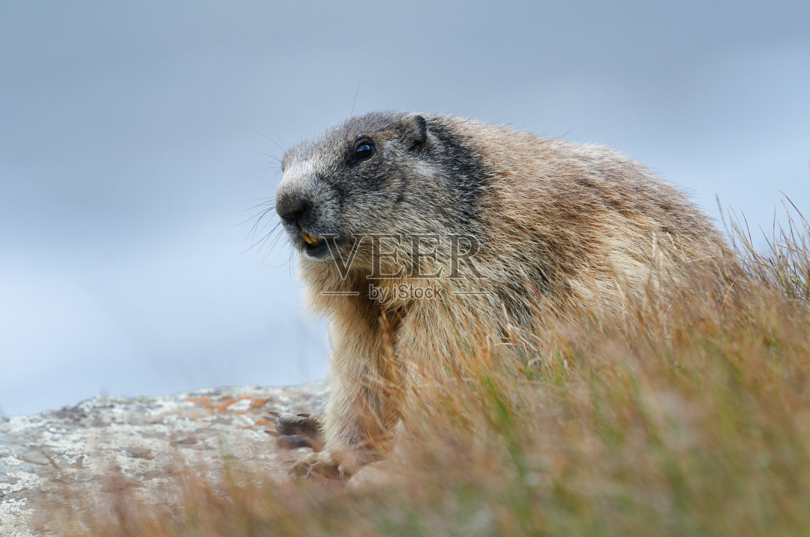 格洛格洛克纳的高山土拨鼠照片摄影图片