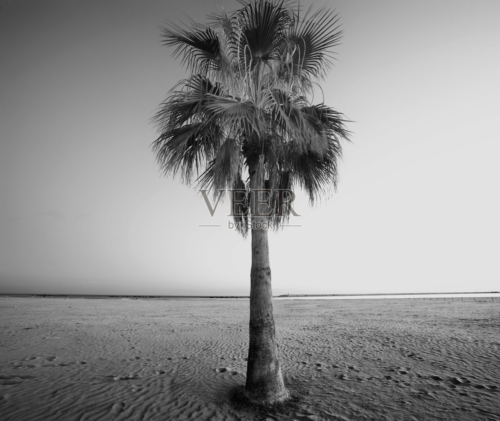 树照片摄影图片