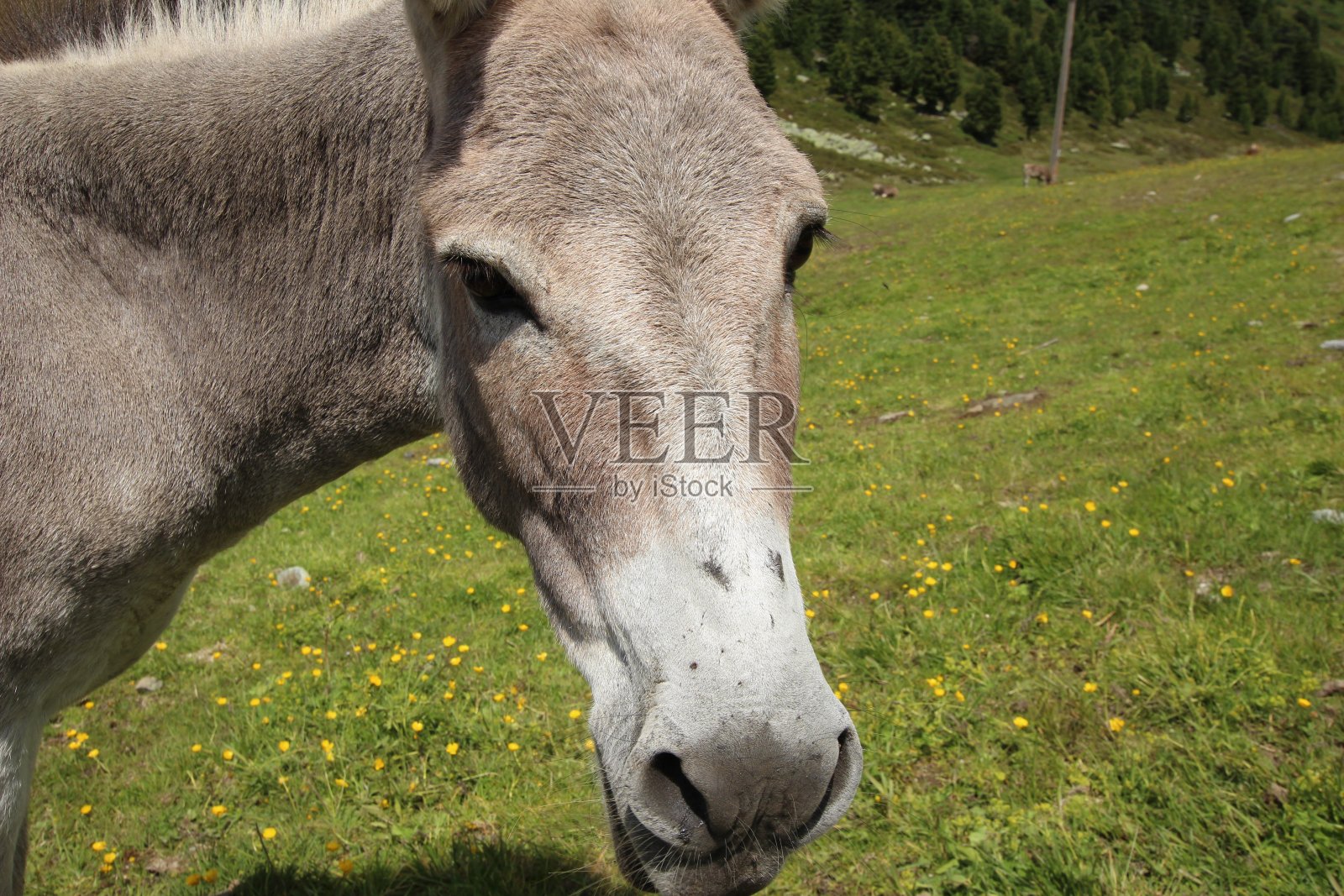 驴,特写照片摄影图片