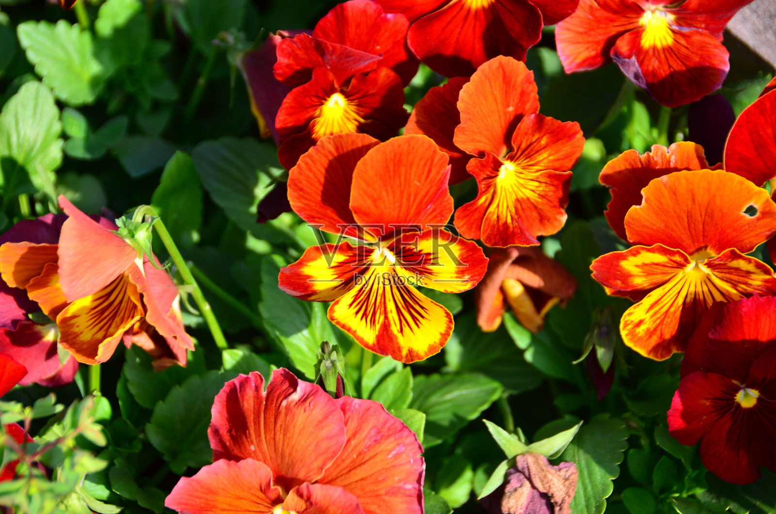 红色和黄色的三色堇照片摄影图片