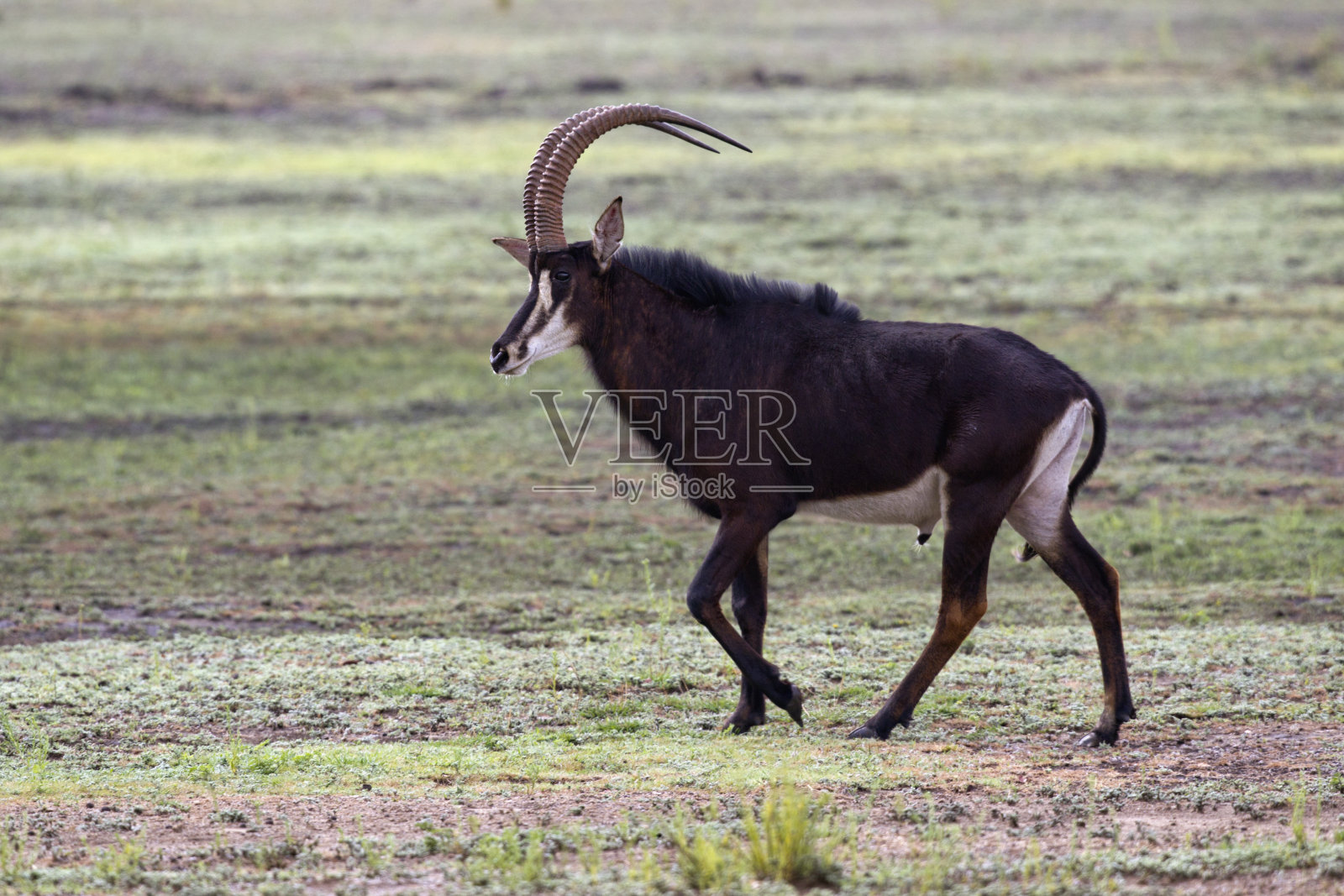 拉佩南蒂洛普， 可体羚羊照片摄影图片