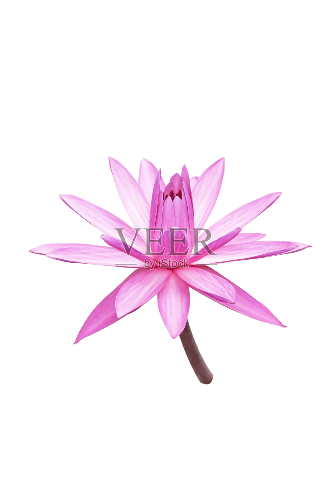 莲花菲奥勒照片摄影图片