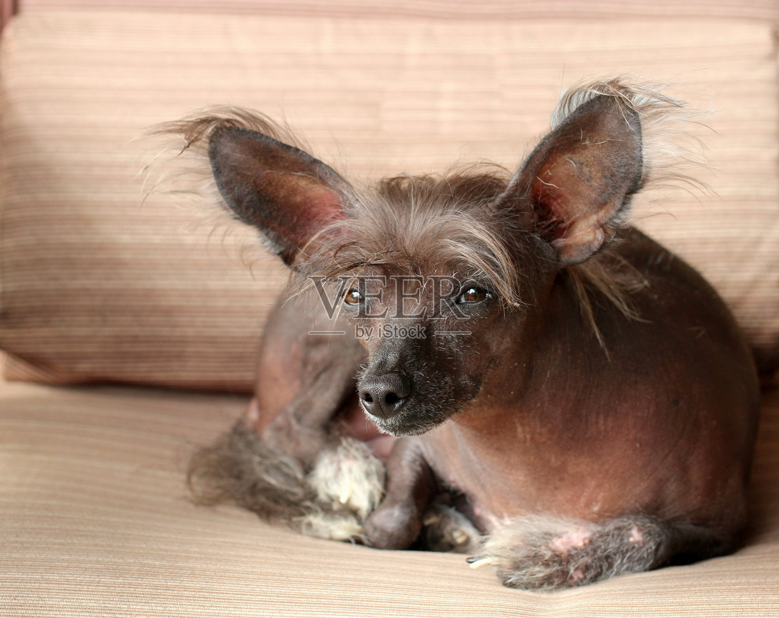 中国冠毛犬的狗照片摄影图片