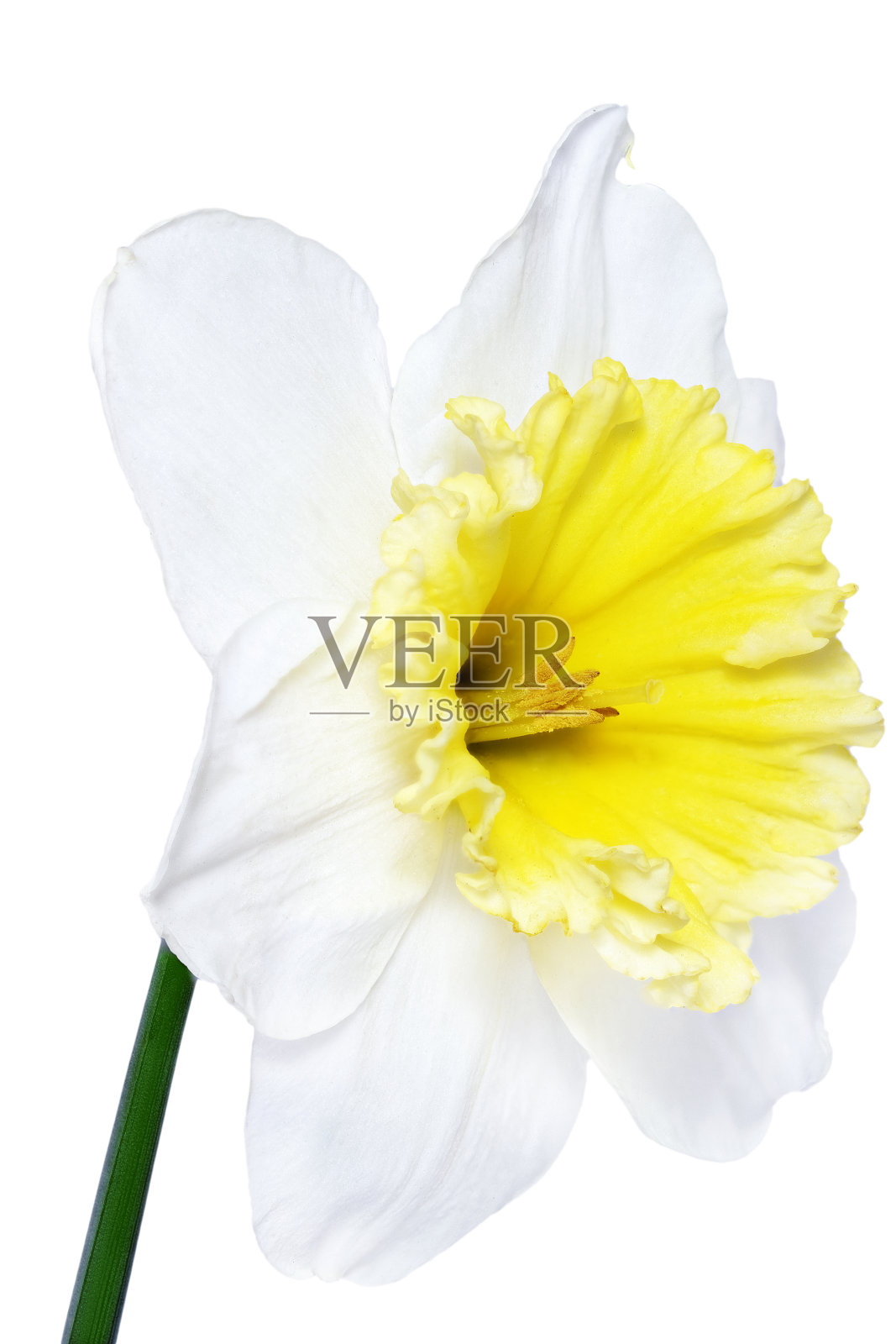 美丽的春天单花:白色水仙(daffdil)照片摄影图片