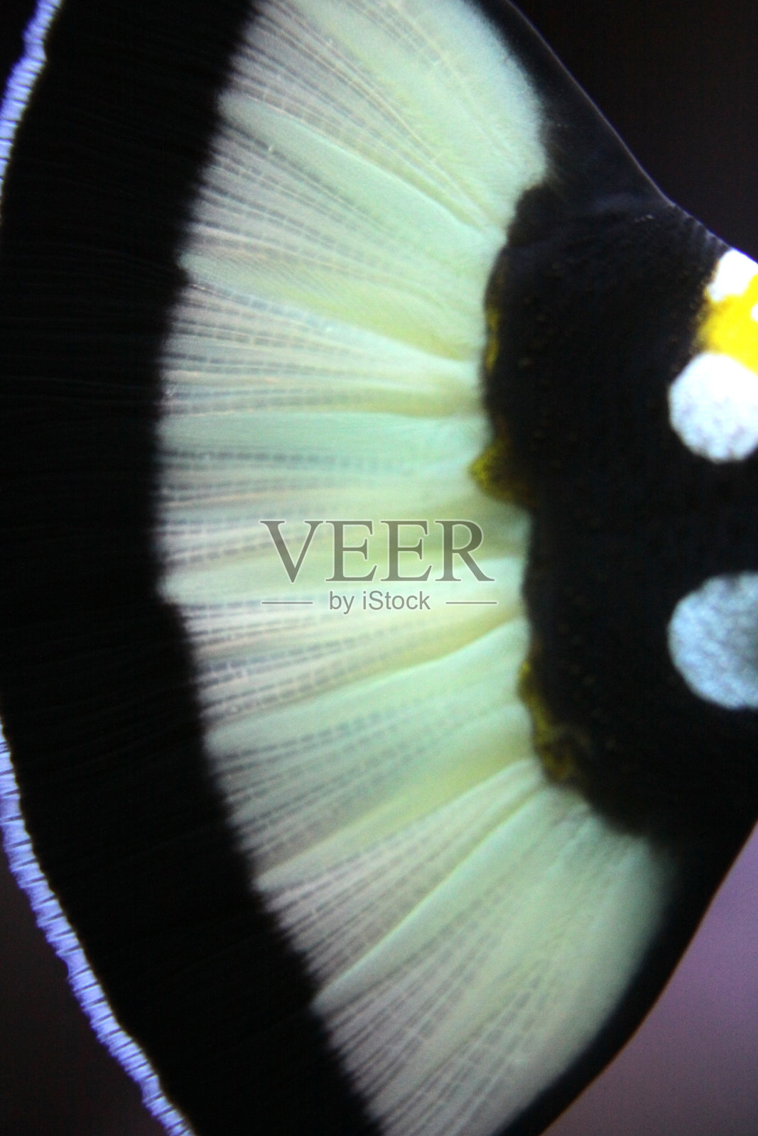 尾鳍照片摄影图片