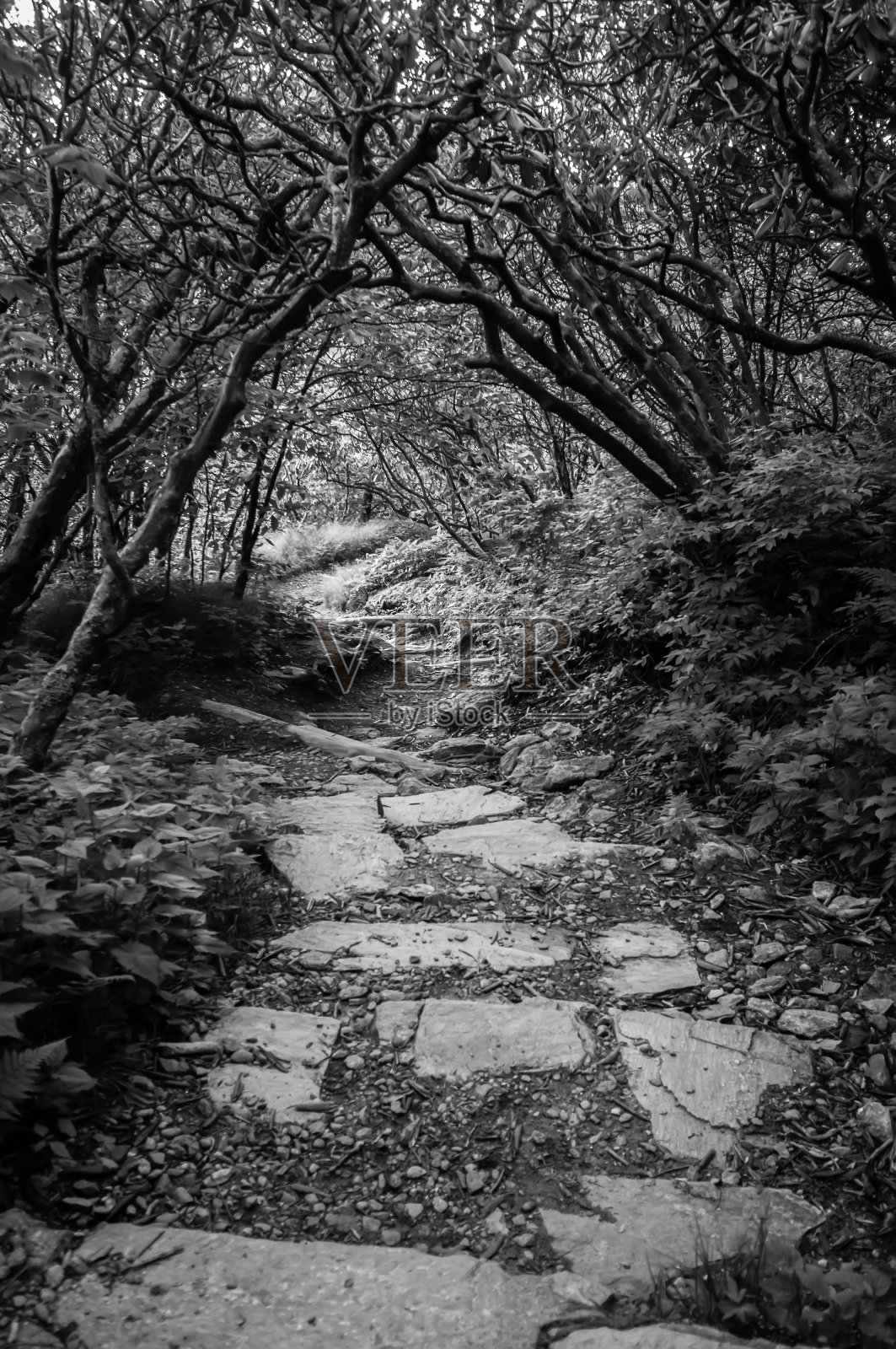 清晨在蓝脊公路上照片摄影图片