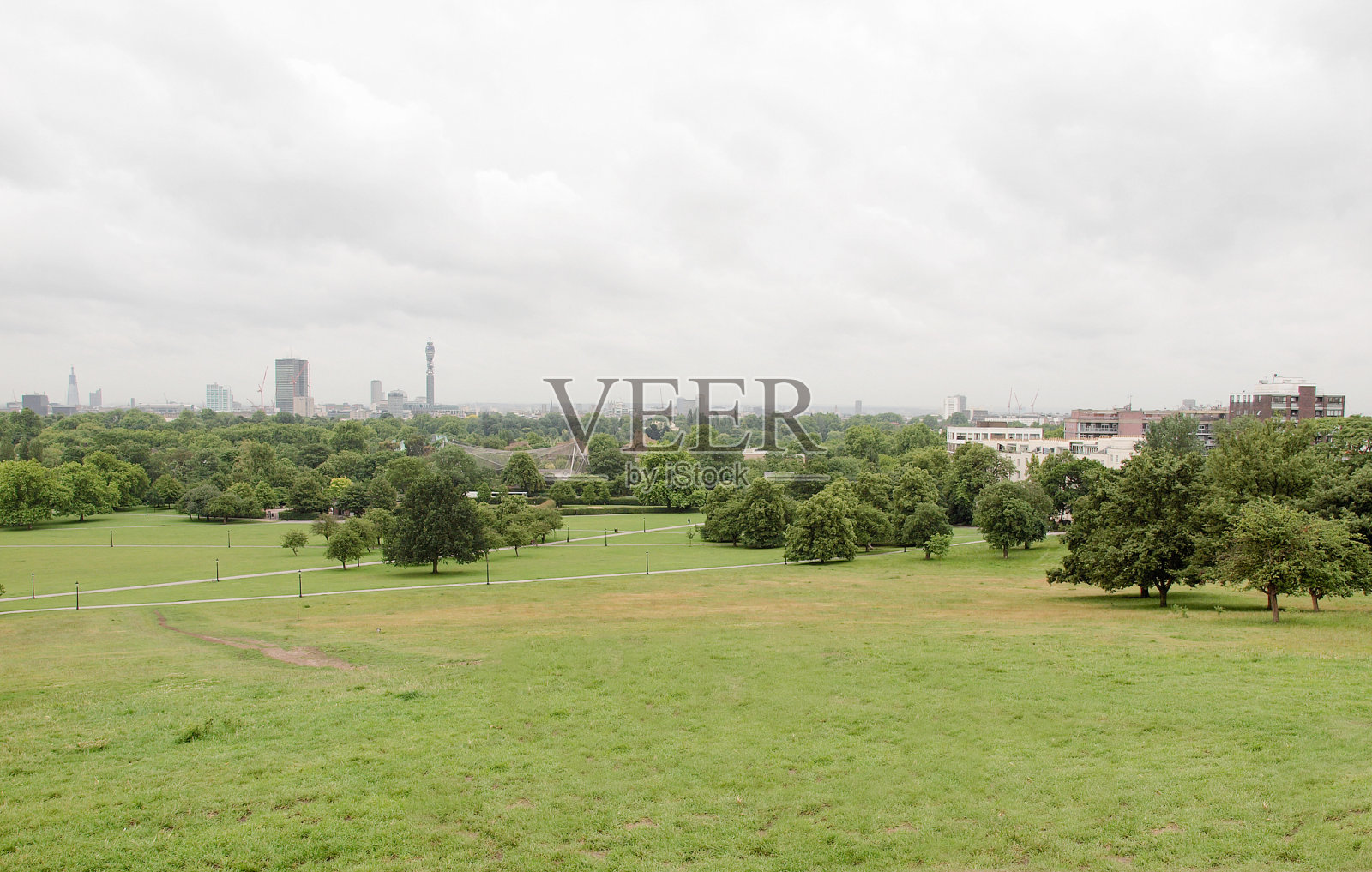 伦敦樱草花照片摄影图片