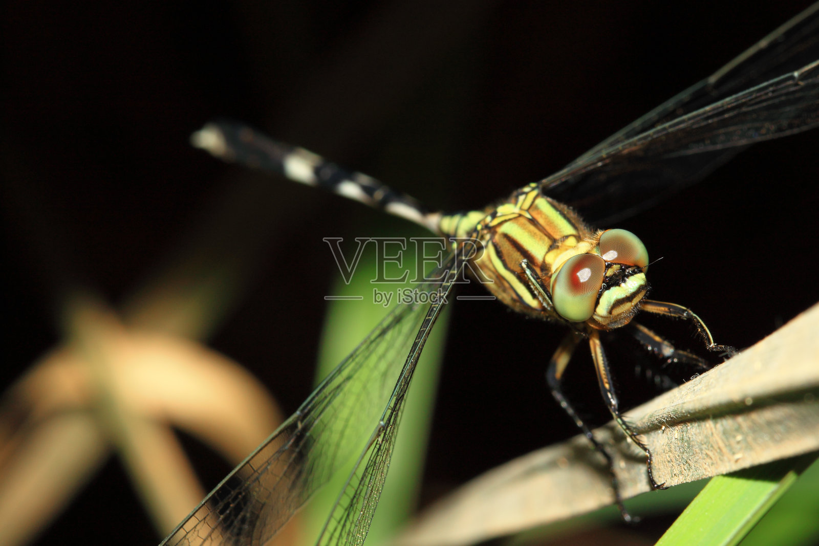 蜻蜓照片摄影图片