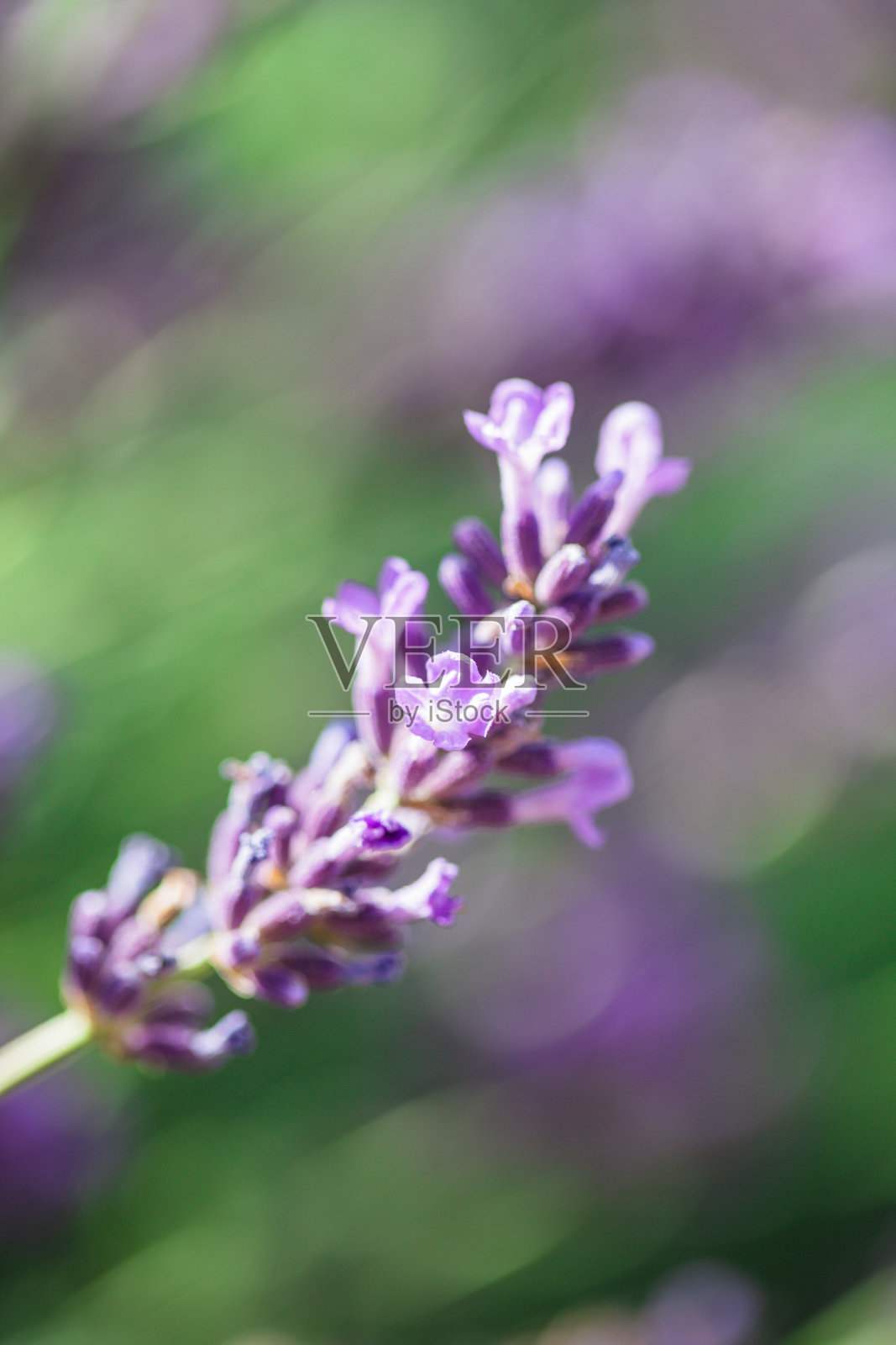 薰衣草花照片摄影图片