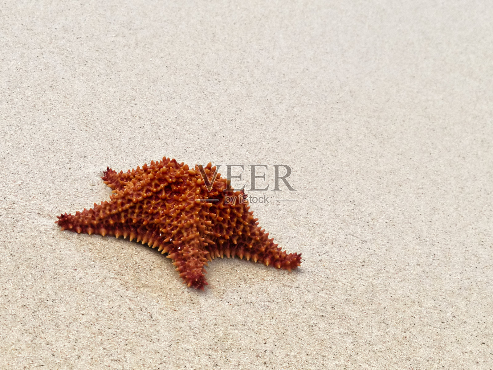 海滩上的红海星照片摄影图片