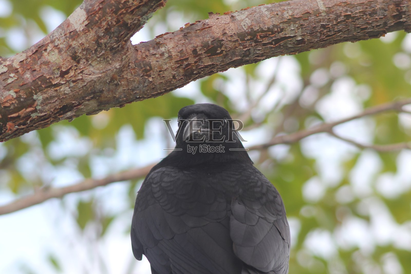 美国的乌鸦照片摄影图片