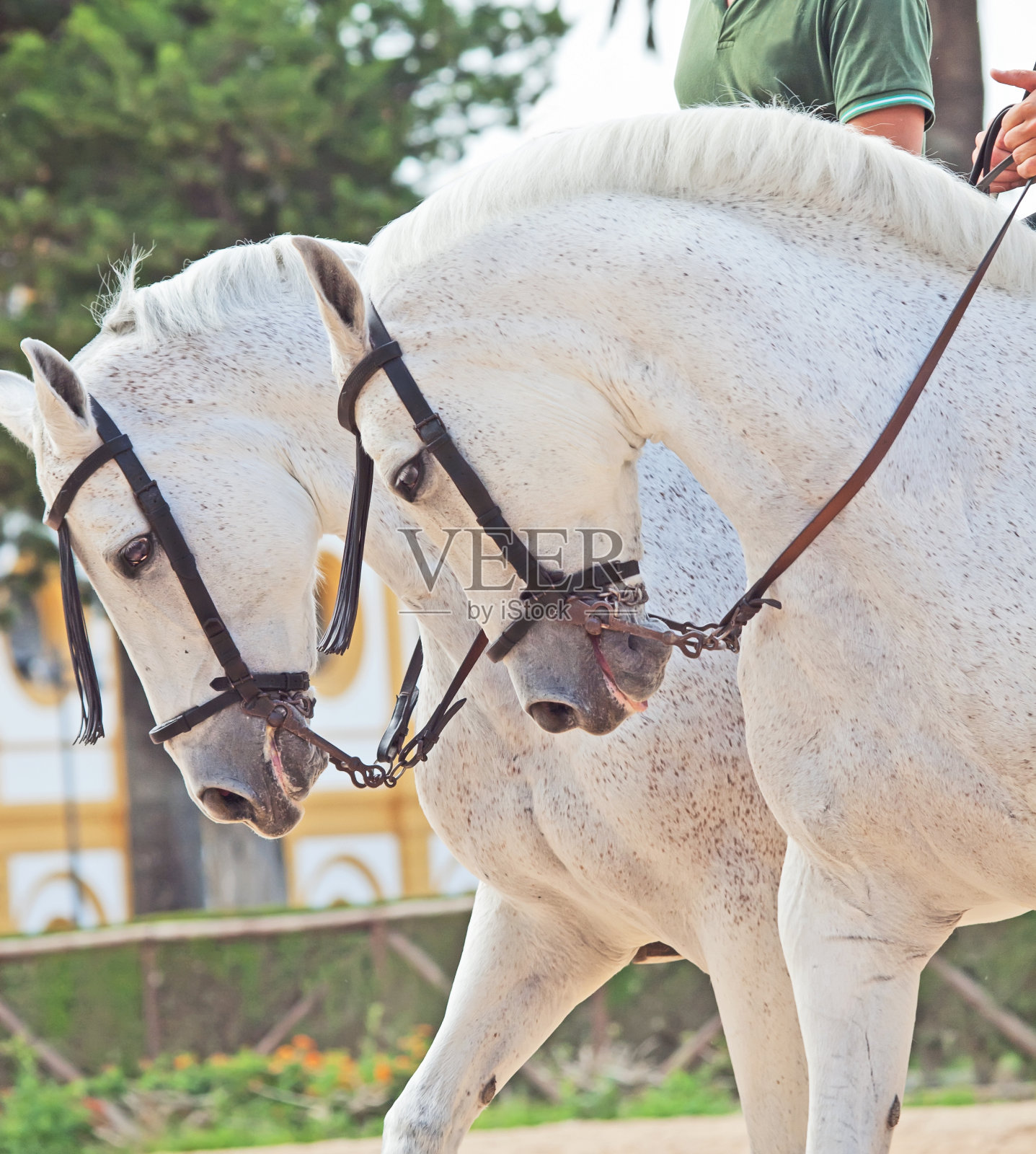 一对漂亮的西班牙白马照片摄影图片