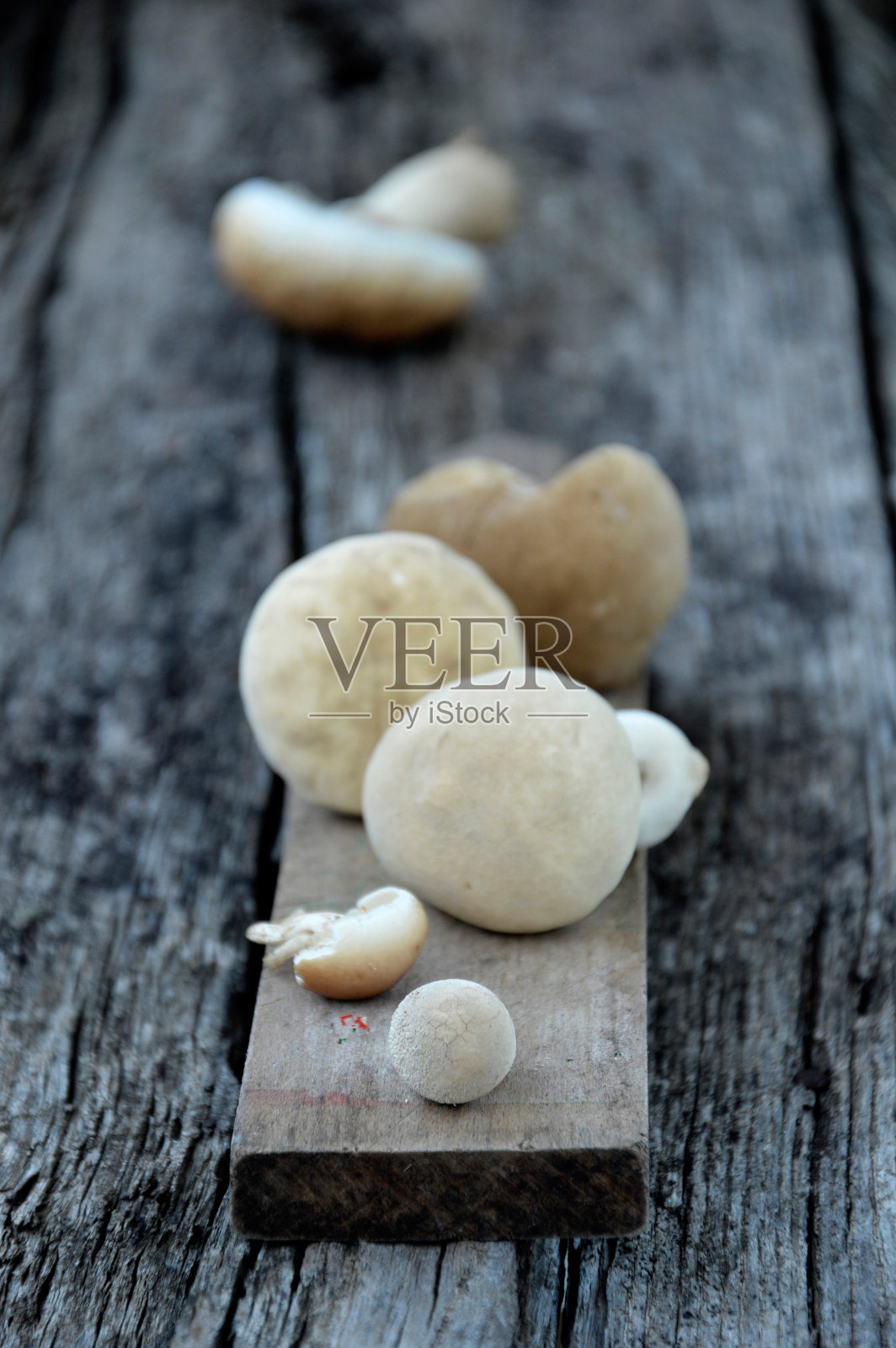 新鲜的森林蘑菇照片摄影图片