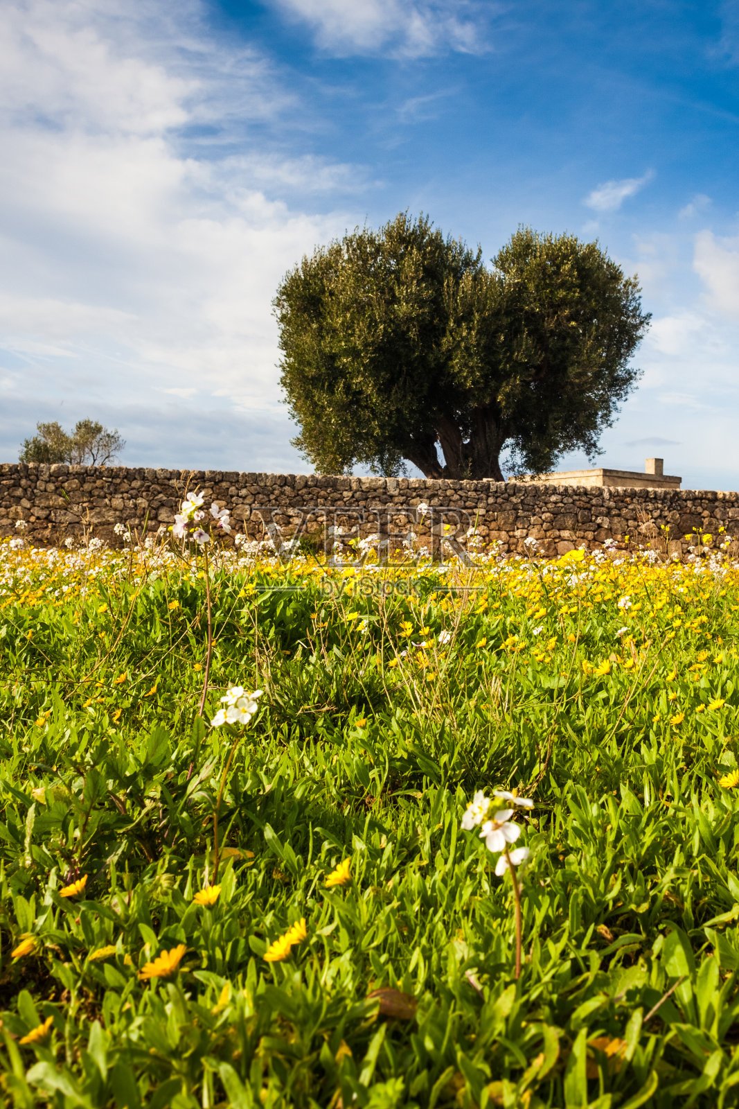 草地和橄榄树照片摄影图片