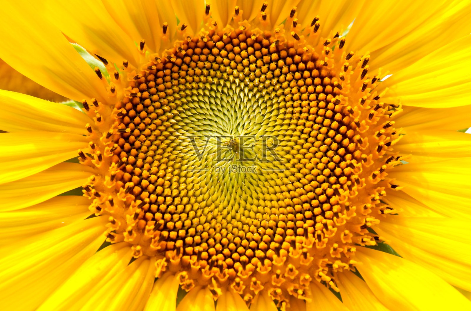 中间的向日葵照片摄影图片