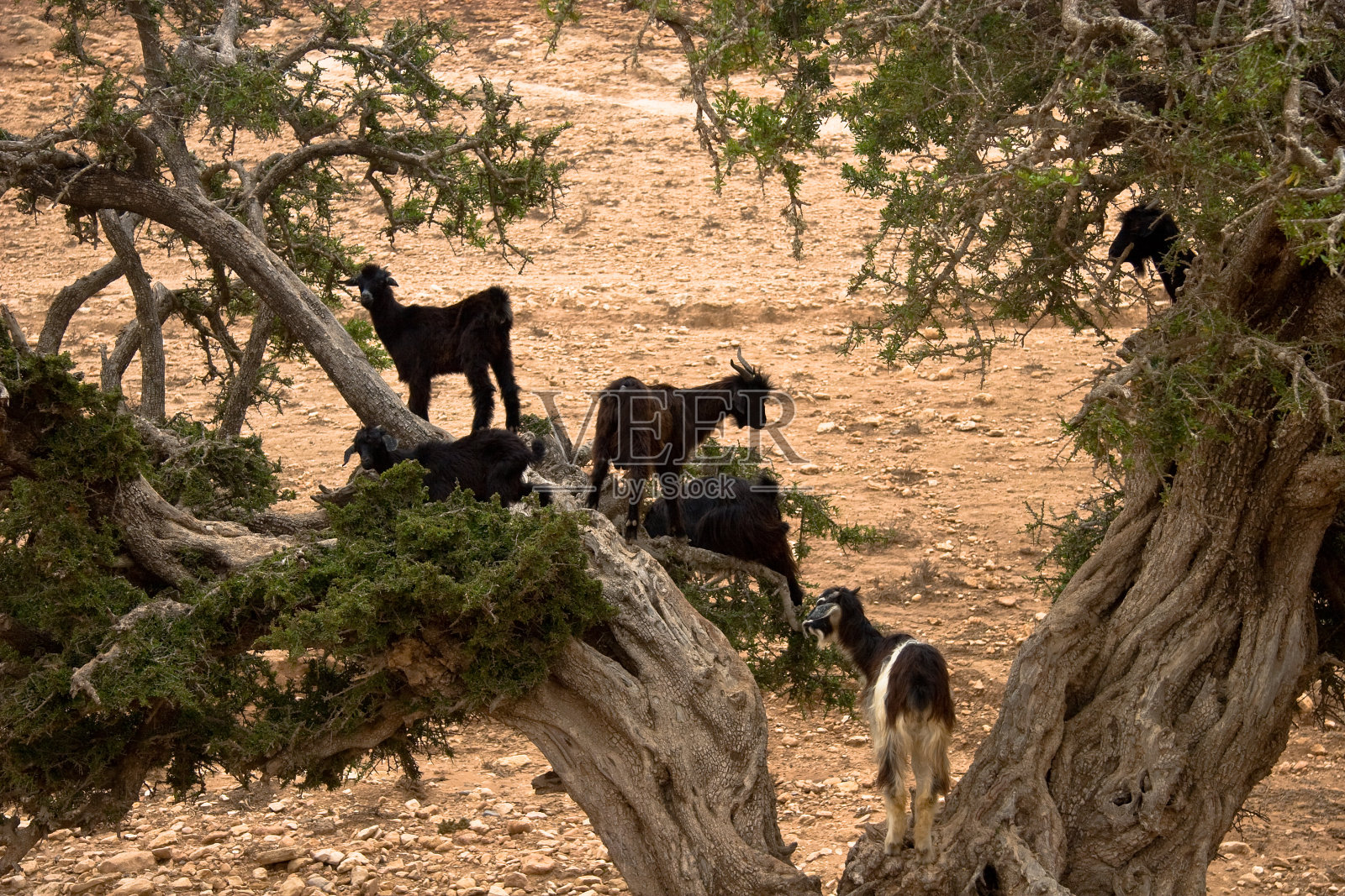 摩洛哥的山羊照片摄影图片