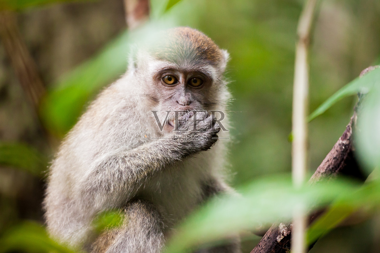 野生猴子吃照片摄影图片