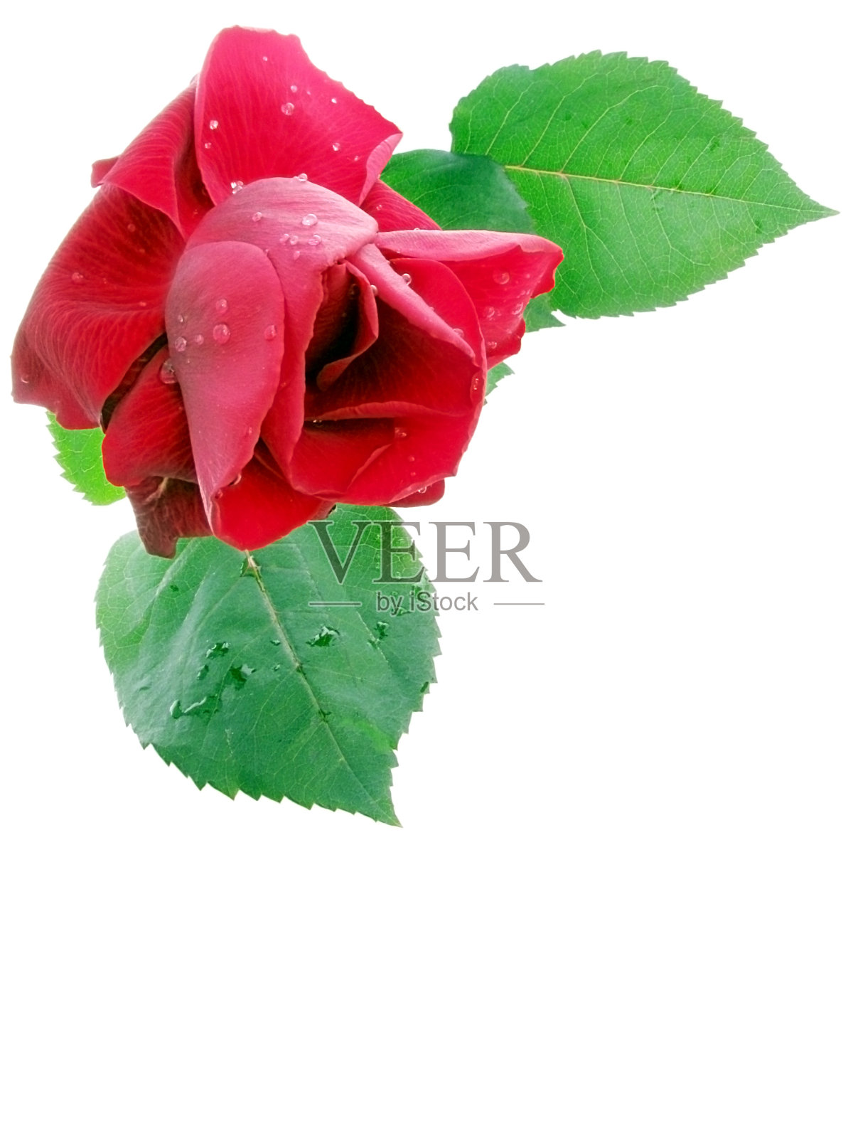 玫瑰照片摄影图片