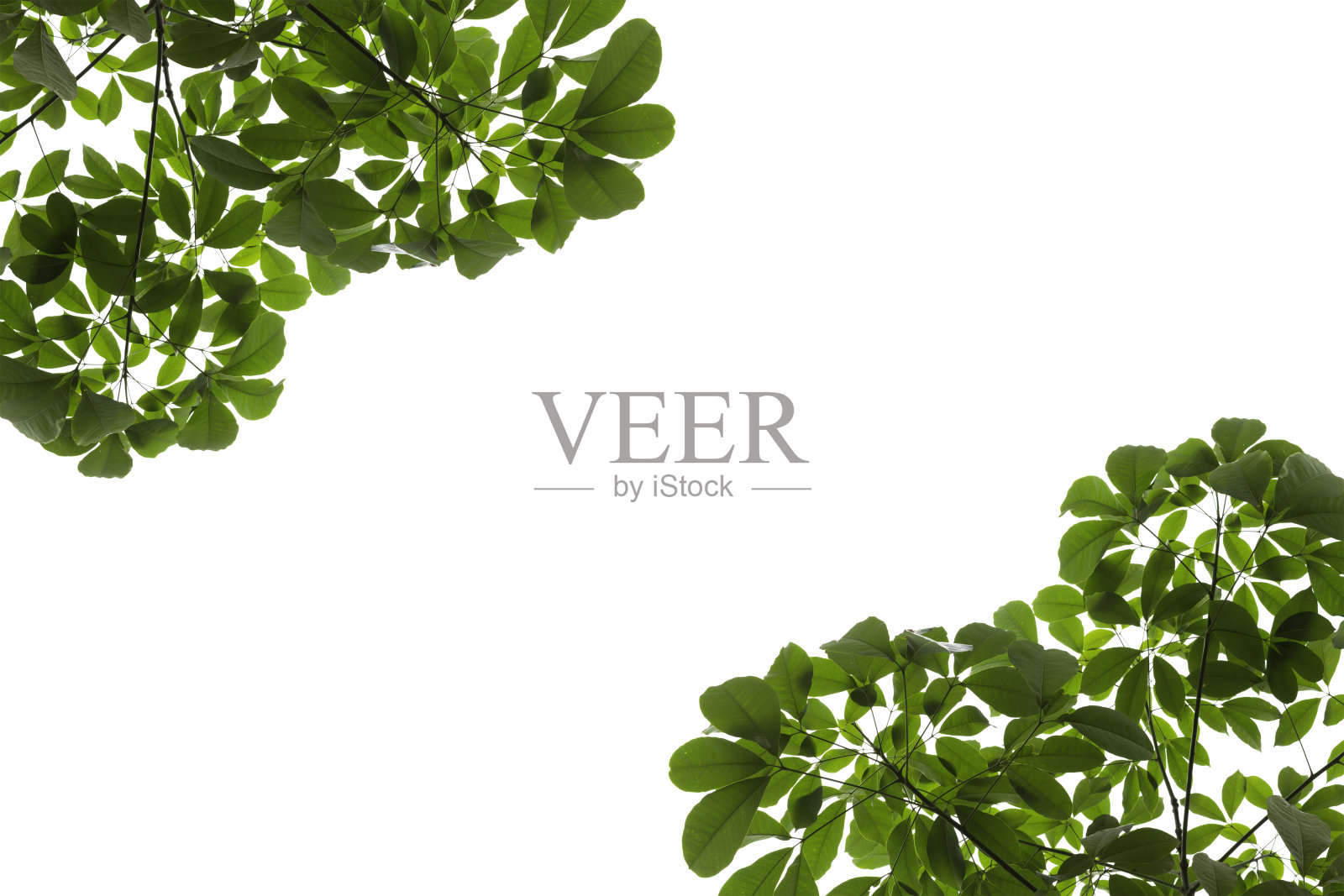 橡胶树叶背景照片摄影图片