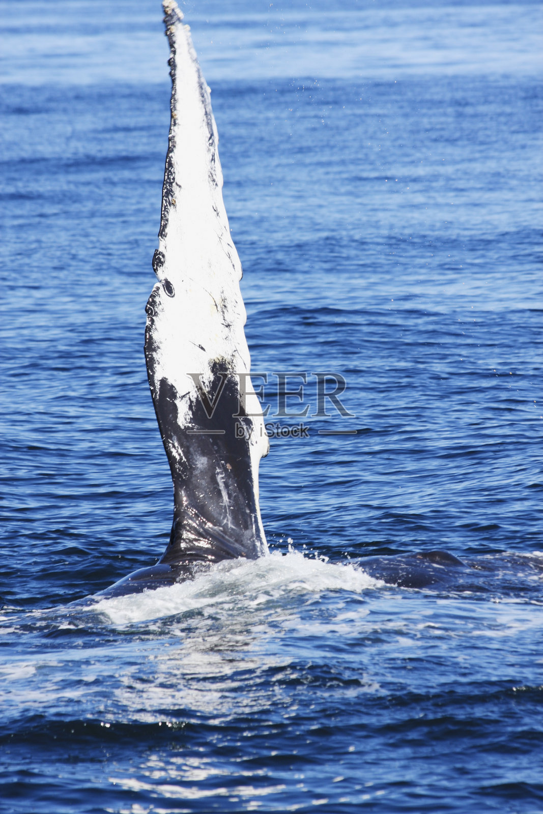 座头鲸照片摄影图片
